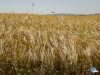 Campo de trigo (o fondo de Windows)