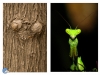 ¿Mantis o ET?