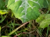 Spider-leaf