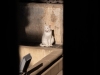 Voyeur gatuno