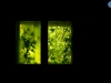 Ventana verde