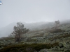 Caminata bajo la niebla I