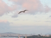 Los pájaros vuelan al atardecer I