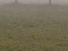 Entre la niebla II