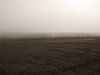 Campos de niebla