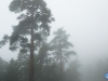 Ocultos en la niebla