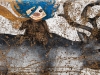 El duende de pelo azul
