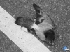 Las palomas también mueren