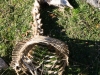 Estructura animal