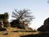El árbol