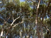 Entre pinos