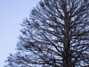 Proyectil arboreo