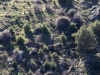 Fila de jabalíes