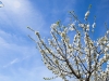 Primavera