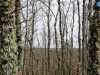 Un bosque en invierno