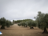 Tierra de olivos
