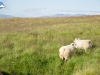 Carneros salvajes I