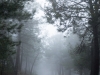 La niebla