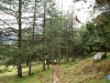 Entender el bosque