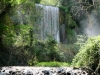 El bosque creado