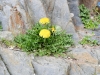 Naciendo de la piedra