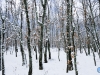 Bosque nevado