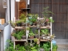 El cuidado japonés de las plantas