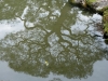 Reflejo arbóreo