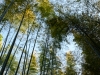 Bosque de bambú