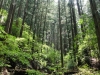 Rincones del bosque