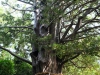 Un árbol sagrado