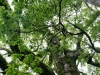 Árboles en templos