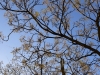 Árbol de bolitas estilo japonés