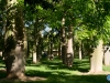 Bosque engrosado