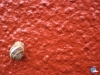 Bermello al escargot