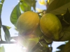 Amarillo limón