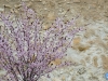 La flor del almendro