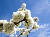 La flor del cerezo