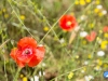 Amapolas