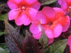 Colores imposibles