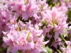 Primavera en Kioto