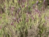 Primavera