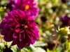 Primavera