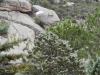 El camaleón dormido