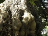 Glúteo y extremidades naturales