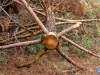 Estrella de mar