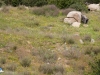 Pirañas de tierra