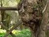 Faccia vecchietto