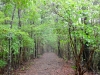 Caminos del Kumano