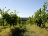 Viñedos de Toscana